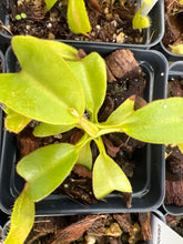 Load image into Gallery viewer, Nepenthes Truncata HL (striped and hairy clone) PTE-017
