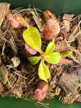 Load image into Gallery viewer, Nepenthes villosa x robcantleyi BE-4079
