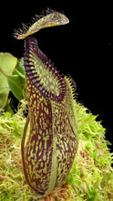 Load image into Gallery viewer, Close-up of a carnivorous plant with a dark background

