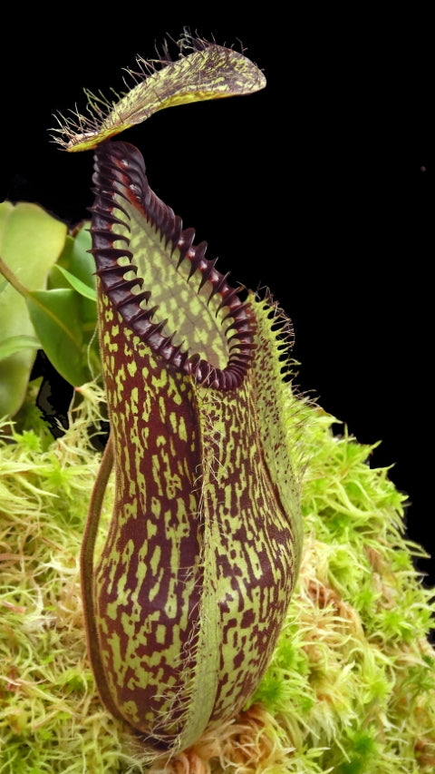 Nepenthes Hamata BE-4044 BE PRE-ORDER