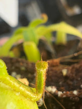 Load image into Gallery viewer, Nepenthes maryae? PTE-062
