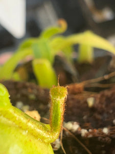 Nepenthes maryae? PTE-062