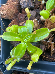 Nepenthes villosa Tambuyukon 実生 Nepenthes Villosa Tambuyukon PTE-040 – Plants That Eat