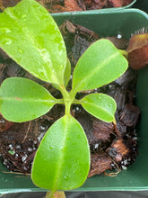 Load image into Gallery viewer, Nepenthes villosa x robcantleyi BE-4079

