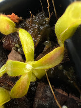 Load image into Gallery viewer, Nepenthes veitchii bario striped squat (Jirawat) PTE-054
