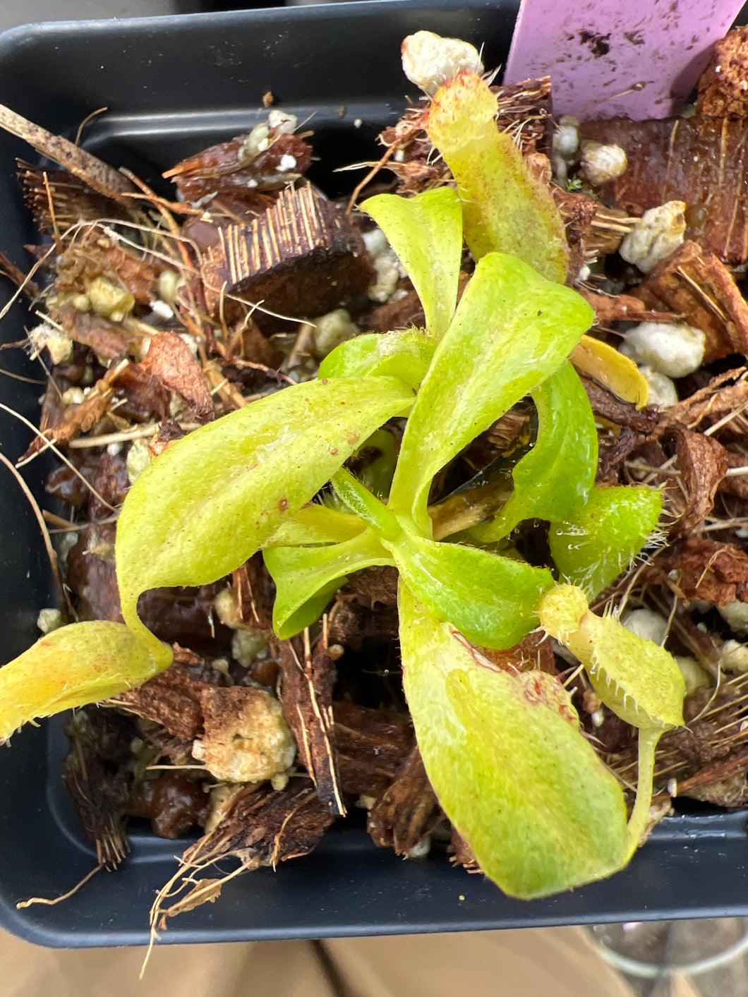 Nepenthes truncata 