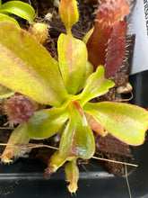 Load image into Gallery viewer, Nepenthes ventricosa &quot;red&quot; X (lowii x truncata &#39;giant&#39;) PTE-055
