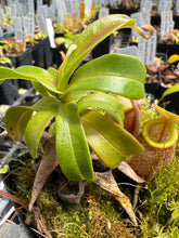 Load image into Gallery viewer, Nepenthes Undulatifolia ISC AW (read description)
