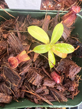 Load image into Gallery viewer, Small green plant sprouting from a pot with brown mulch
