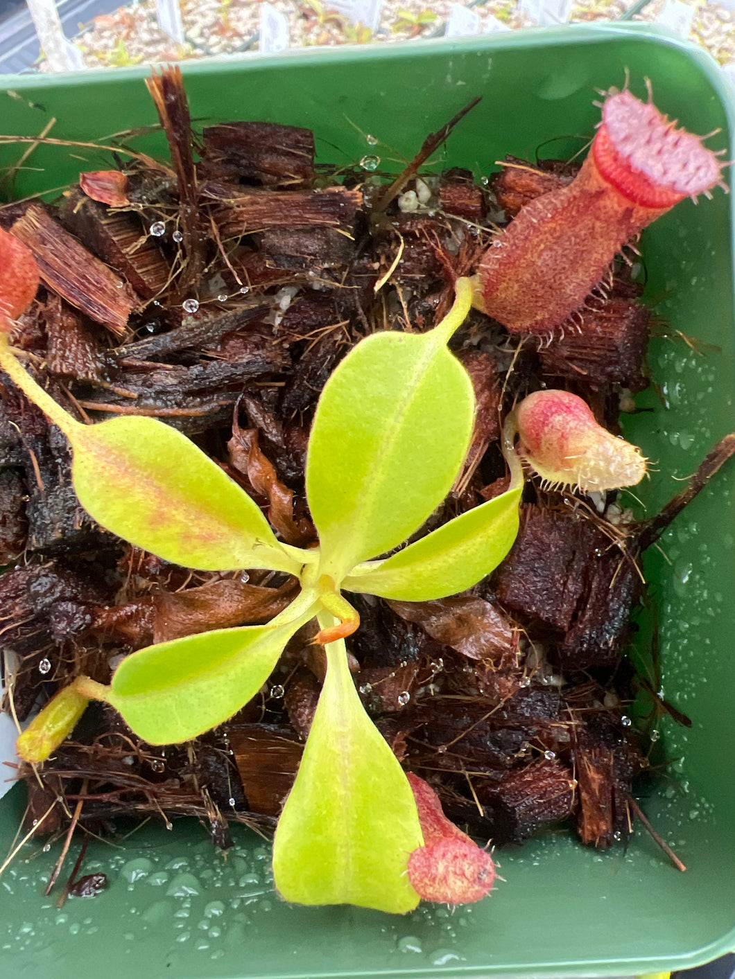 Nepenthes villosa x robcantleyi BE-4079