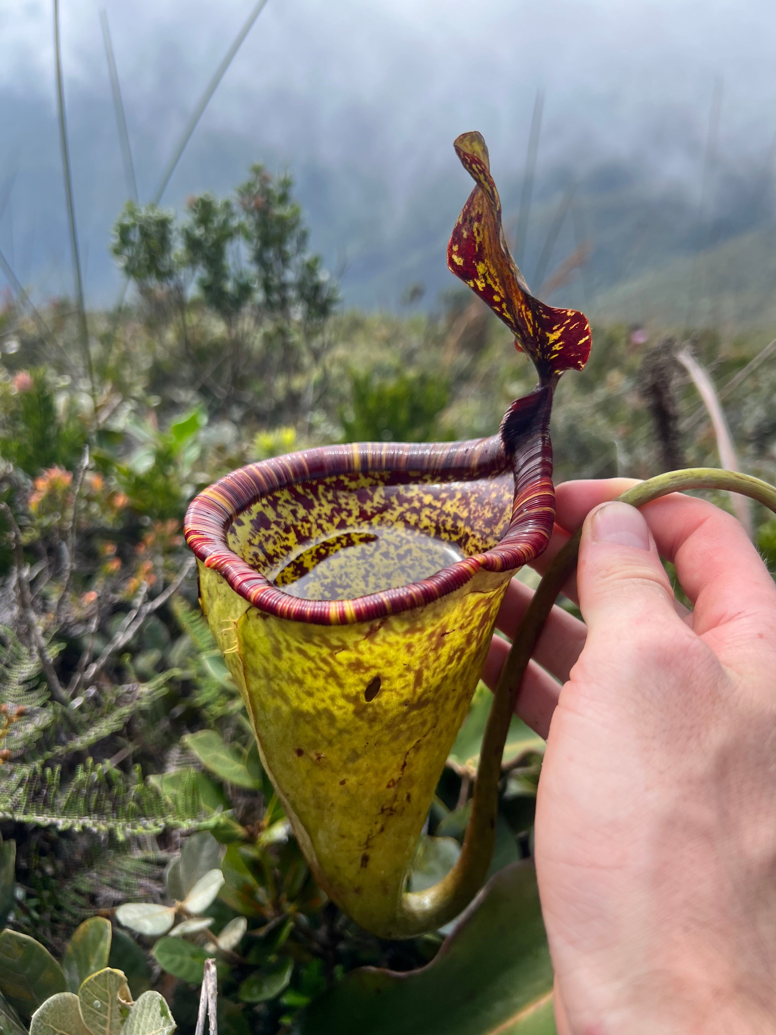 Nepenthes Attenboroughii PTE-033 – Plants That Eat