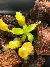 Load image into Gallery viewer, Nepenthes Villosa ABG
