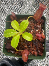 Load image into Gallery viewer, Nepenthes villosa x robcantleyi BE-4079
