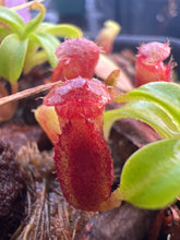 Load image into Gallery viewer, Nepenthes Villosa ABG
