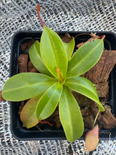 Load image into Gallery viewer, Nepenthes Ventricosa X Villosa PTE-031
