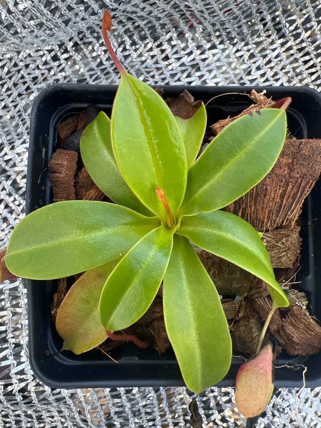 Nepenthes Ventricosa X Villosa PTE-031 – Plants That Eat