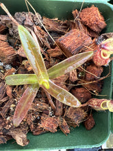 Load image into Gallery viewer, Nepenthes Nigra BE-4607
