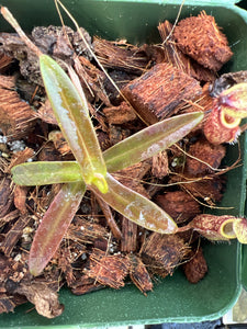 Nepenthes Nigra BE-4607