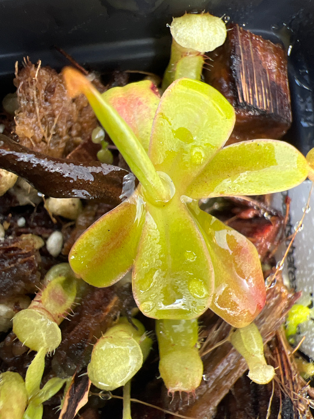 Nepenthes sibuyanensis PTE-056