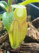 Load image into Gallery viewer, Nepenthes Pyriformis X ? G. Talang PTE-063
