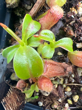 Load image into Gallery viewer, Nepenthes ventricosa "red" X (lowii x truncata 'giant') PTE-055
