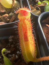Load image into Gallery viewer, Nepenthes Veitchii k X Lowii kinabalu PTE-065

