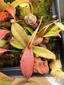 Representative N. Pulchra X Ceciliae for sale, about 2" in diameter. 