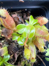 Load image into Gallery viewer, Nepenthes ventricosa "red" X (lowii x truncata 'giant') PTE-055
