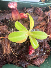 Load image into Gallery viewer, Small green plant sprouting from soil with red pitchers
