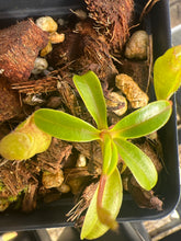 Load image into Gallery viewer, Nepenthes Pyriformis X ? G. Talang PTE-063
