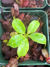 Load image into Gallery viewer, Nepenthes villosa x robcantleyi BE-4079
