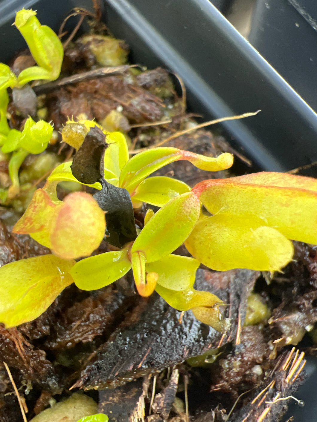 Nepenthes Inermis G. Talang PTE-047