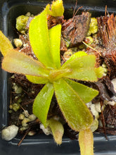 Load image into Gallery viewer, Nepenthes Veitchii bario squat x candy RSC PTE-040
