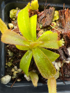 Nepenthes Veitchii bario squat x candy RSC PTE-040