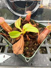 Load image into Gallery viewer, Nepenthes Robcantleyi X Palawanensis BE-4591
