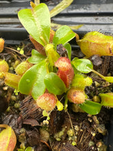 Load image into Gallery viewer, Nepenthes ventricosa "red" X (lowii x truncata 'giant') PTE-055

