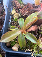 Load image into Gallery viewer, Nepenthes spec Anipahan PTE-034
