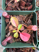 Load image into Gallery viewer, Nepenthes Robcantleyi X Palawanensis BE-4591
