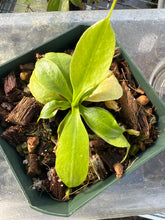 Load image into Gallery viewer, Nepenthes megastoma PTE-072
