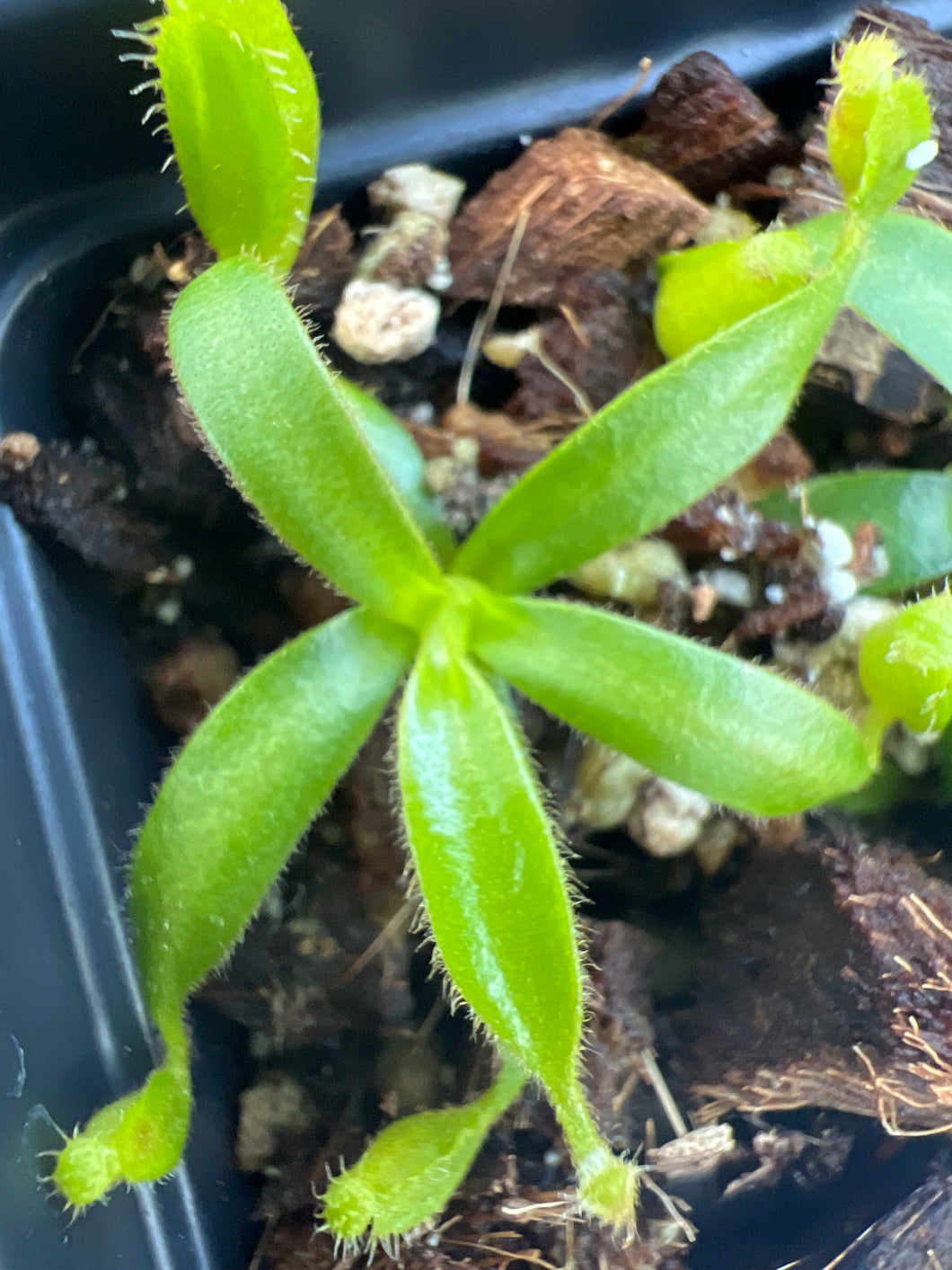 Nepenthes appendiculata PTE-066