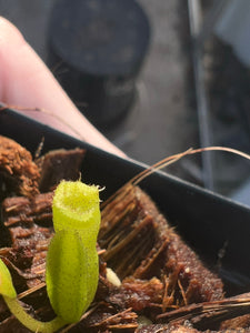 Nepenthes maryae? PTE-062