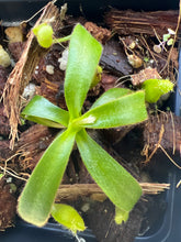 Load image into Gallery viewer, Nepenthes appendiculata PTE-066
