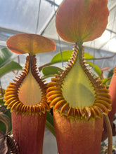 Load image into Gallery viewer, Nepenthes Edwardsiana PTE-100
