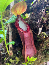 Load image into Gallery viewer, Nepenthes Diabolica PTE-052
