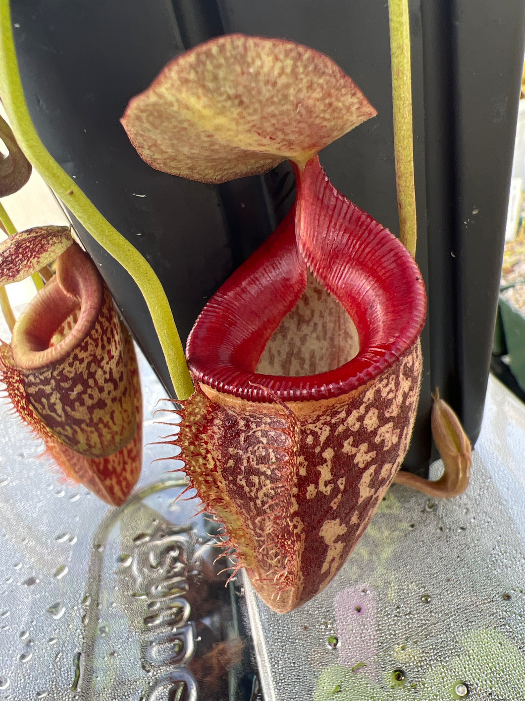 Nepenthes Talangensis PTE-039