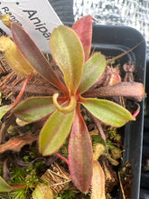 Load image into Gallery viewer, Nepenthes spec Anipahan PTE-034
