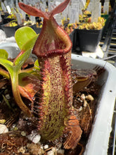 Load image into Gallery viewer, Nepenthes Pulchra X Truncata?
