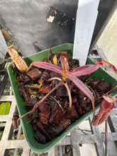 Load image into Gallery viewer, Nepenthes Nigra BE-4607

