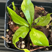 Load image into Gallery viewer, Nepenthes megastoma PTE-072

