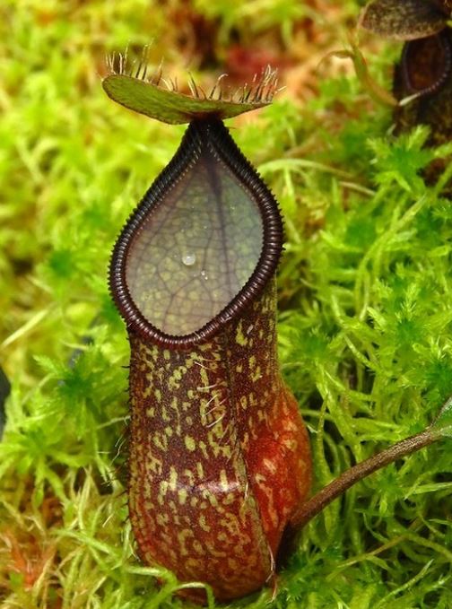 Nepenthes Nigra BE-4607 BE PREORDER